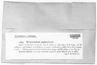 Melanconium juglandinum image